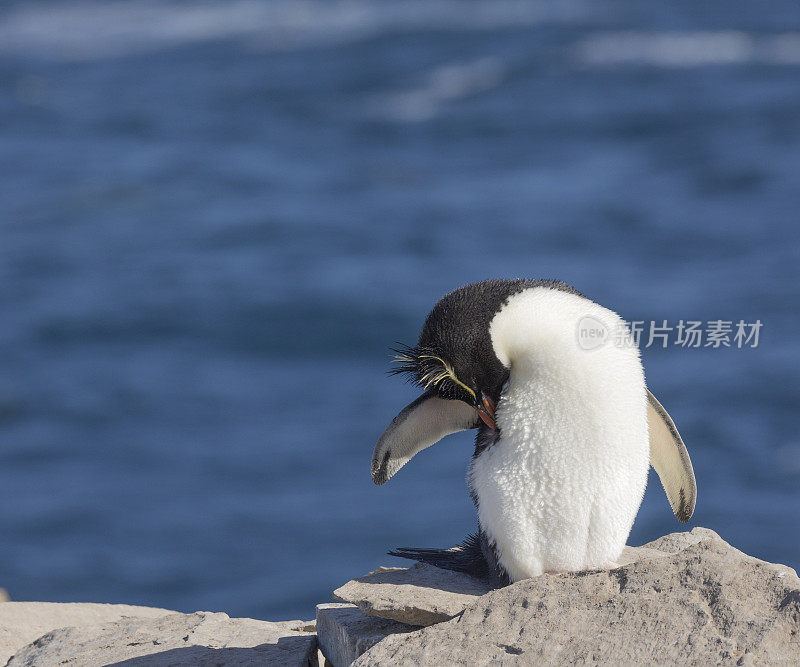 南跳岩企鹅，Eudyptes chrysocome，整理:海狮岛，福克兰群岛